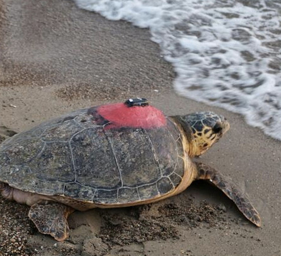 Yaralı bulunan Caretta caretta 'Tuba'yı 7 milyon 767 bin kişi izledi