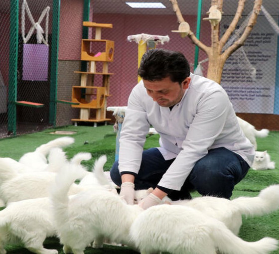Van kedilerine çiftleşme döneminde özel bakım