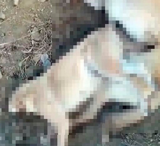 Elazığ’da 5 köpek zehirlenerek öldürüldü
