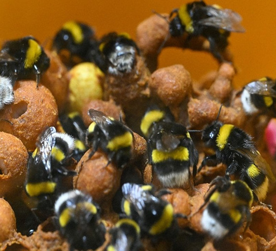 Seraların doğal işçileri 'bombus arıları' artık Van'da