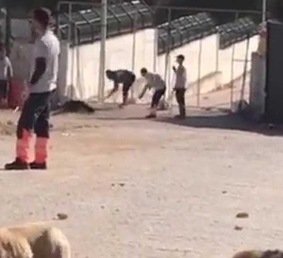 Savcılık, Konya’da köpeğin kürekle öldürülmesinde verilen cezayı az buldu, itiraz etti