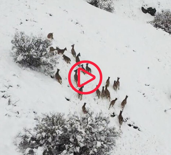 Elazığ'da dağ keçileri drone ile görüntülendi