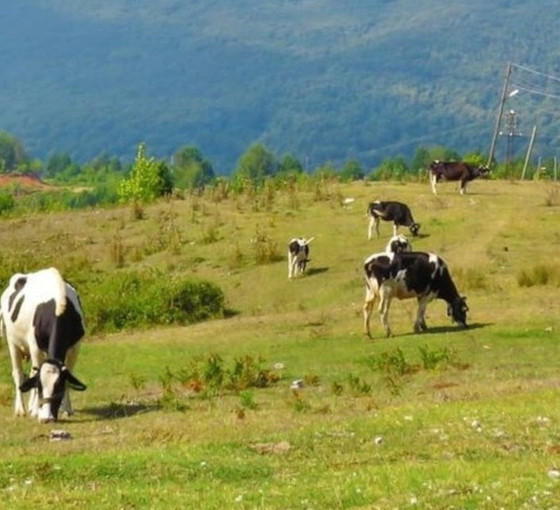 Maliyet arttı: Ulusal Süt Konseyi’nin süt fiyatı uzun vadeli çözüm olmayacak