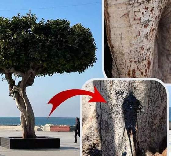 Mersin'deki sembol ağacın kurutulması davasında üç sanığa hapis cezası