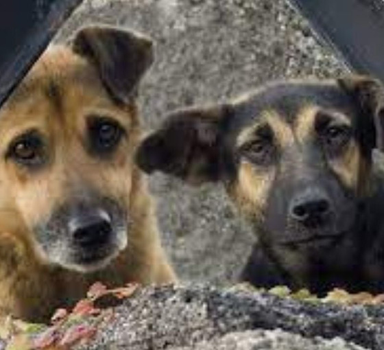 Sokak hayvanları tartışması: 'Köpekler nefret objesine dönüştürüldü'