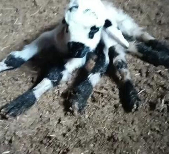 Diyarbakır'da altı bacaklı kuzu doğdu
