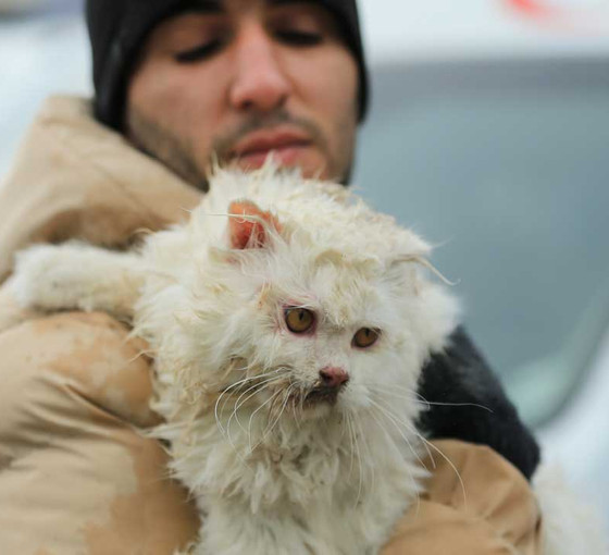 Diyarbakır'da enkazdan bir kedi kurtarıldı