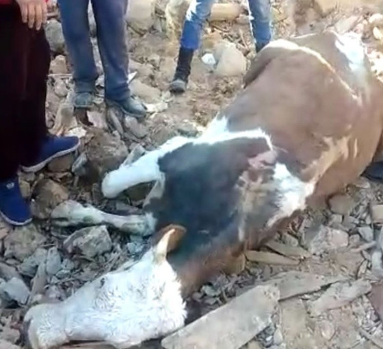 Maraş'ta bir inek, 300 saatin ardından enkazdan sağ kurtarıldı
