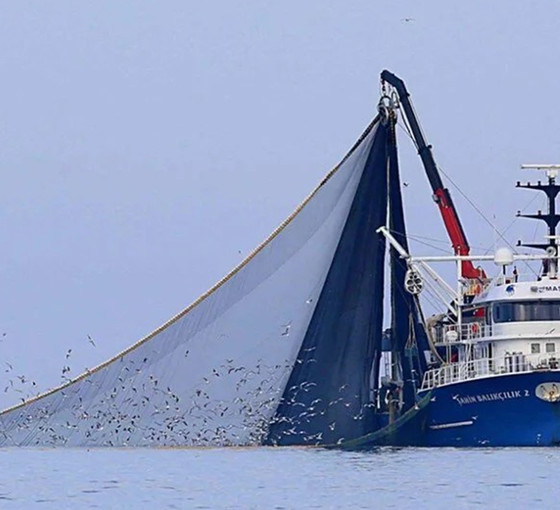 Marmara ve boğazlarda hamsi avcılığı yarın itibariyle durduruldu