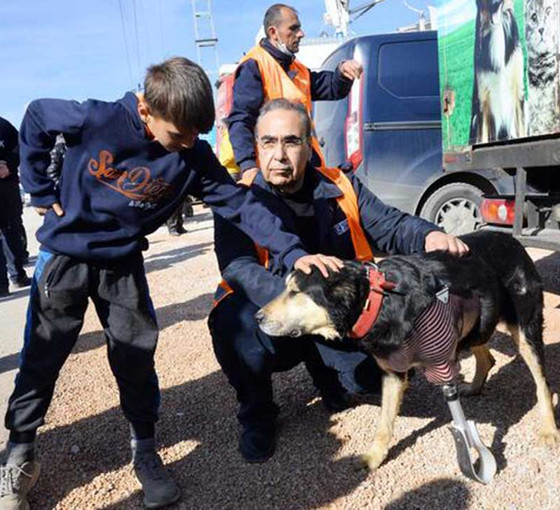 Enkaz altından çıkarılmıştı: Patisi kesilen köpeğe protez takıldı