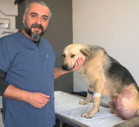 Hatay'da, enkazda tüfekle vurulmuş halde bulunan Umut köpeğin bacağı ampute edildi