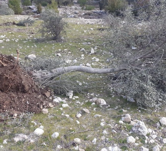 'Depremi fırsat bildiler': Limak'ın ortağı İkizköy'de 29 zeytin ağacını söktürdü