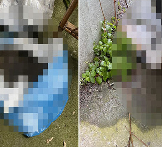Kadıköy’de katliam: 34 kedi ölü bulundu