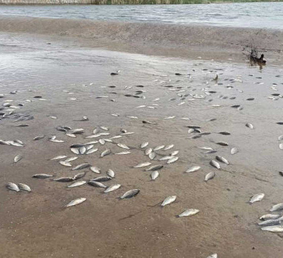 Yumurtladıktan sonra gölete dönemeyen binlerce balık öldü