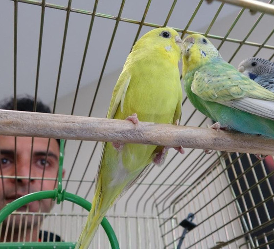 Muhabbet kuşu satışları patladı: Depremi haber verdiğine inanıyorlar