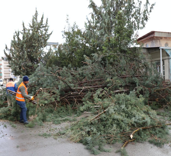Kuvvetli rüzgar Ankara'da ve Trabzon'da ağaçları devirdi