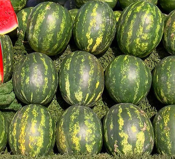 Adana karpuzu 40 gün sonra gelecek, İran karpuzunun kilosu 20 ile 35 lira arasında
