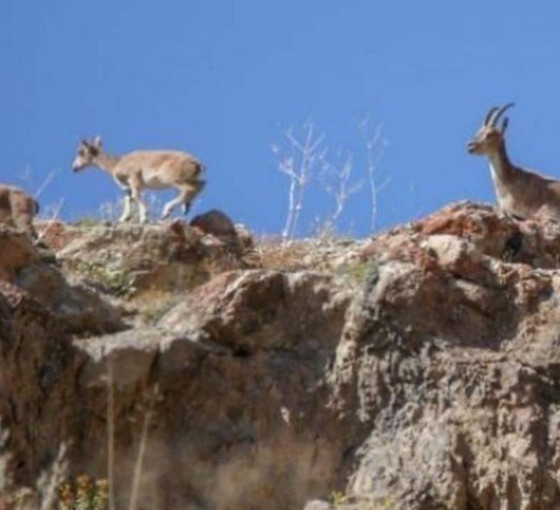 Yaban keçisi öldüren iki kişiye para cezası verildi