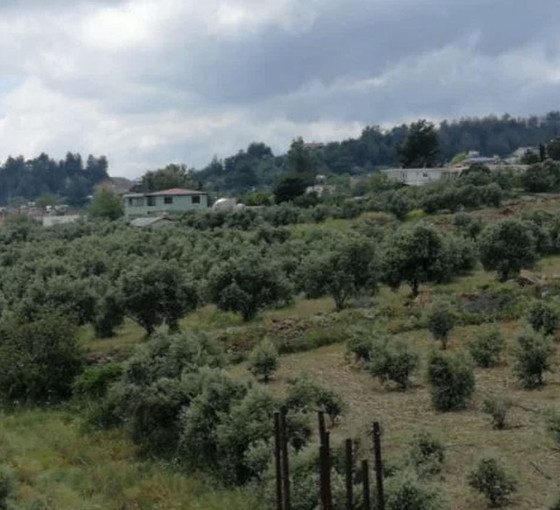 Depremzedelerin zeytin yetişen arazisi şehir hastanesi oluyor