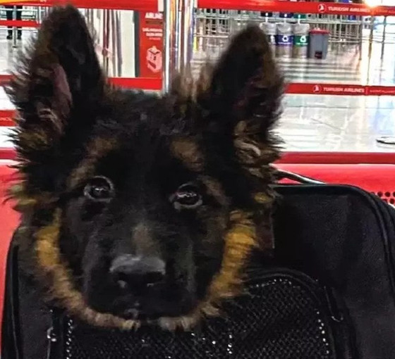 Meksika'nın kurtarma köpeği Proteo ölmüştü: Türkiye, Meksika'ya yavru köpek gönderdi