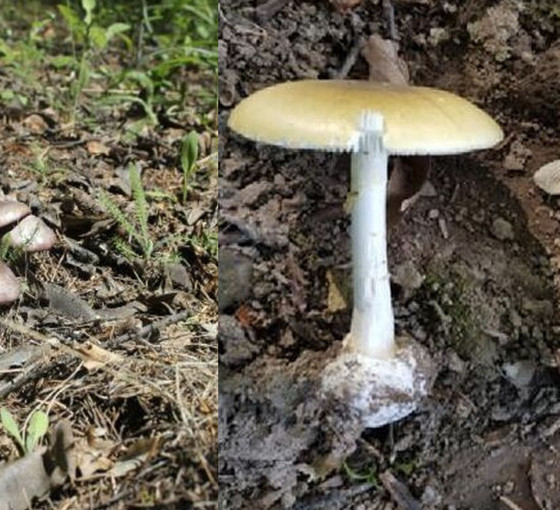 Uzmandan 'ölüm meleği' mantarı uyarısı: Çok tehlikeli ve öldürücü bir mantardır