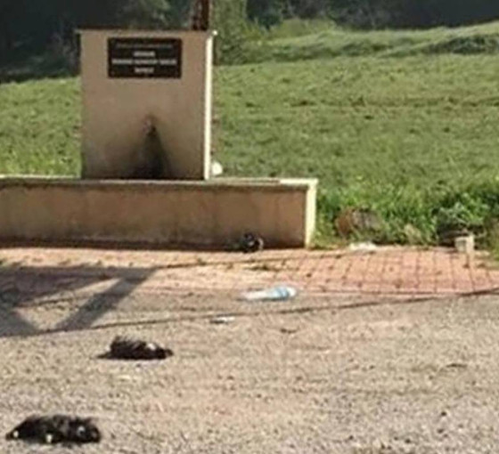 Burdur'da altı yavru köpek ölü bulundu: Soruşturma başlatıldı