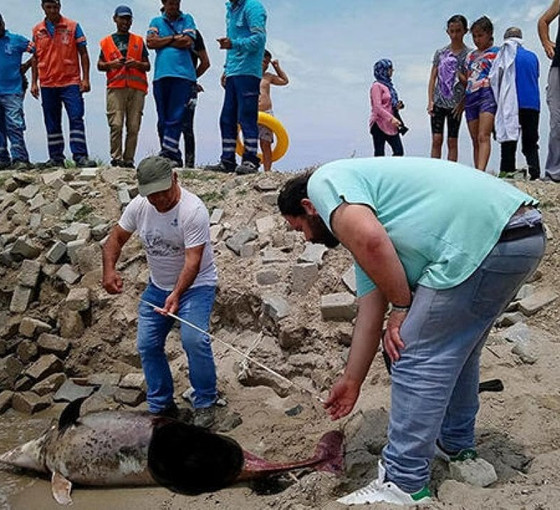 Kuşadası'nda son bir haftada altı ölü yunus sahile vurdu