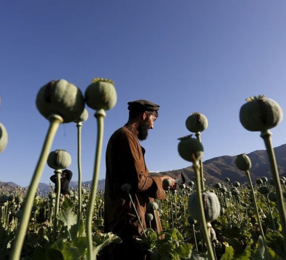 Taliban'ın ekim yasağı: Afganistan'da afyon üretimi durma noktasında