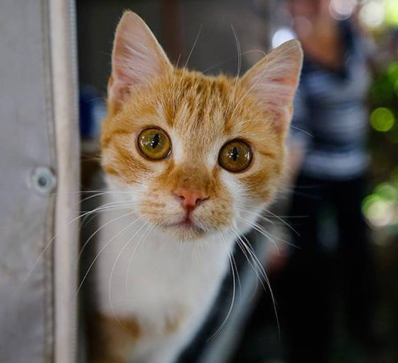 CHP'li Hikmet Yalım Halıcı, Isparta'daki kedi katliamlarını Meclis gündemine taşıdı