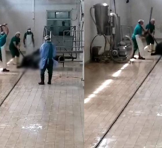 Adana'da Et ve Süt Kurumu'na ait tesiste hayvana işkence
