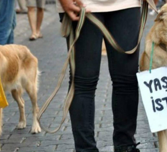 Ankara'da 17 köpek ağaca asılmıştı: Belediyeler 'sınır' tartışmasına girdi