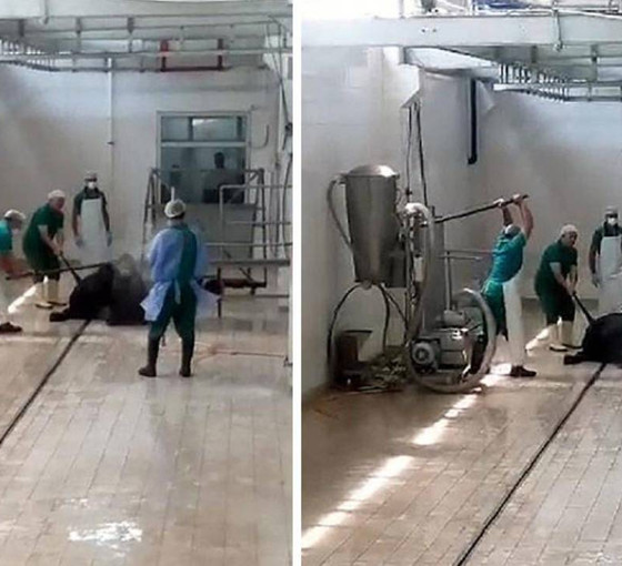 Gözaltına alınmışlardı: Et ve Süt Kurumu'nda hayvana eziyet eden şahısların ifadesi ortaya çıktı