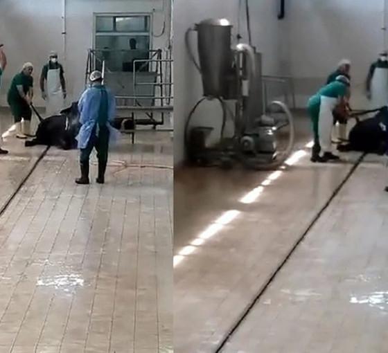 Et ve Süt Kurumu'na bağlı tesiste hayvana işkencenin cezası belli oldu