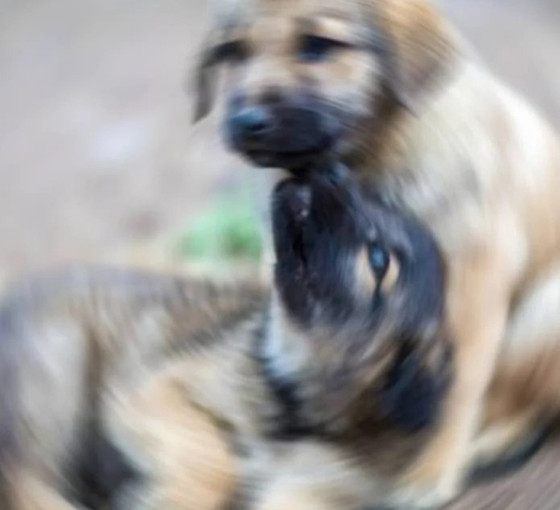 Belediyeler arasındaki uyuşmazlık sürüyor: Bölge, şikayet edilen sokak köpeklerinin bırakıldığı korkunç bir yer