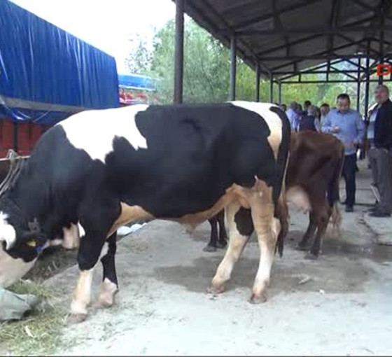 Bartın'da 90 köyde şap karantinası: Hayvan pazarları kapatıldı
