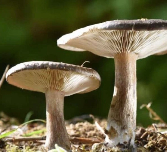 Mantar zehirlenmesi şüphesiyle hastaneye kaldırılan 21 kişiden biri öldü