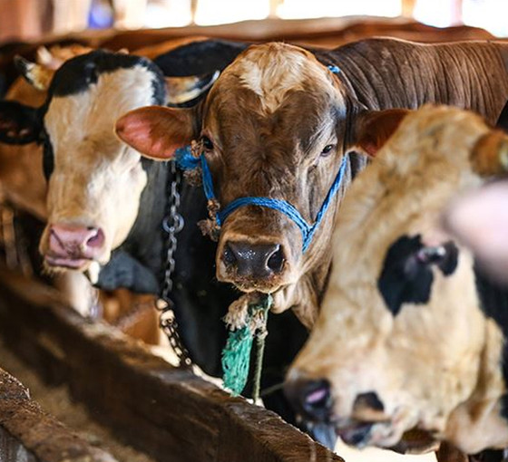 Kurbanlık fiyatları geçen yıla göre yüzde 140 zamlandı