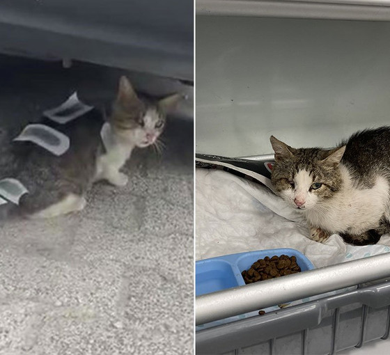 Üzerine ağda bantları yapıştırılan kedi tedavi altına alındı