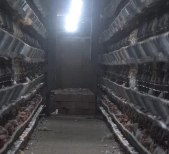 Diyarbakır'da tavuk çiftliğinde yangın: 12 bin 500 tavuk öldü