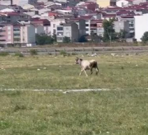 Kurban için İstanbul'a getirilen yedi tosun firar etti