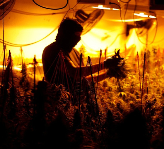 Barselona'da lüks villaya esrar baskını: 800 tane marihuana bitkisi bulundu