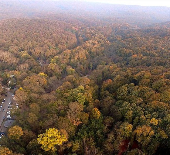 Türkiye'nin en yaşlı 10 ağacı: En eski anıt ağaç Zonguldak'ta, 4 bin 117 yaşında