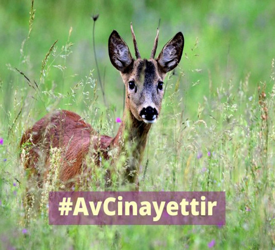 Merkez Av Komisyonu kararlarına tepki: 'Avcıların dediği oldu'