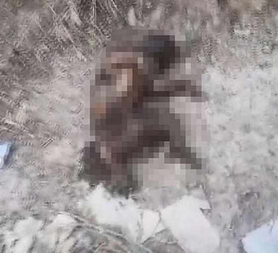 Ayaklarını kestikleri yavru köpeği yakıp, yol kenarına attılar
