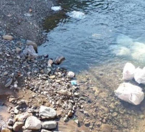 Ordu'nun derelerinden atık tavuk aktı: Firmaya para cezası kesildi