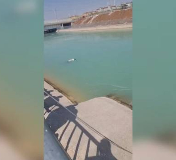 Urfa'da sulama kanalında kadın cesedi bulundu