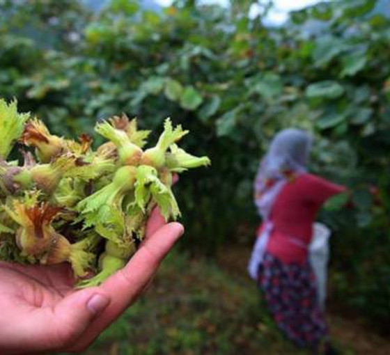 Üreticiler fındık alım fiyatına tepkili: 'Açıklanan rakam fiyasko'