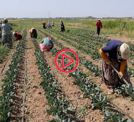 Van'da tarım işçisi kadınlar: 12 saat çalışıyoruz, kazancımız yetmiyor