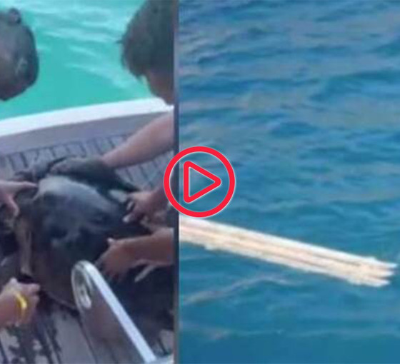 Alanya'da oltaya takılan Caretta carettayı tur teknesinin kaptanı kurtardı