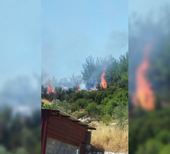 Muğla'da orman yangını
